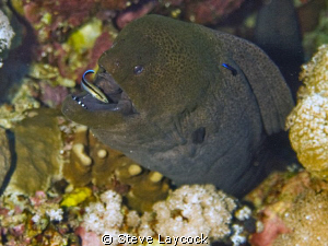 Moray eel with cleaner wrasse by Steve Laycock 